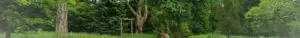 tree wallpaper