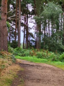 Path through Harlestone Firs