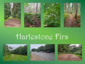 7 pictures of Harlestone Firs